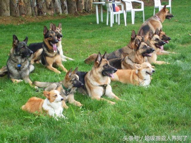 青川猎犬最新出售价及市场分析概览